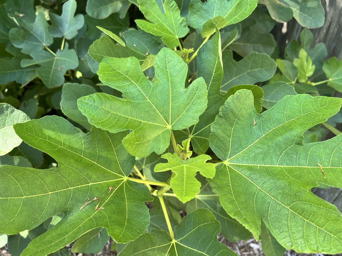 How to grow figs