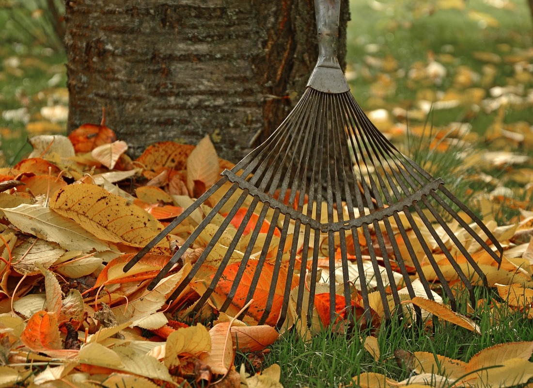 Leaves for garden mulch