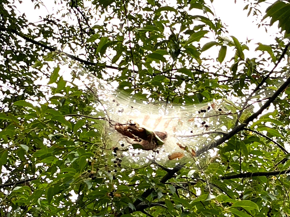 Fall Webworm Control