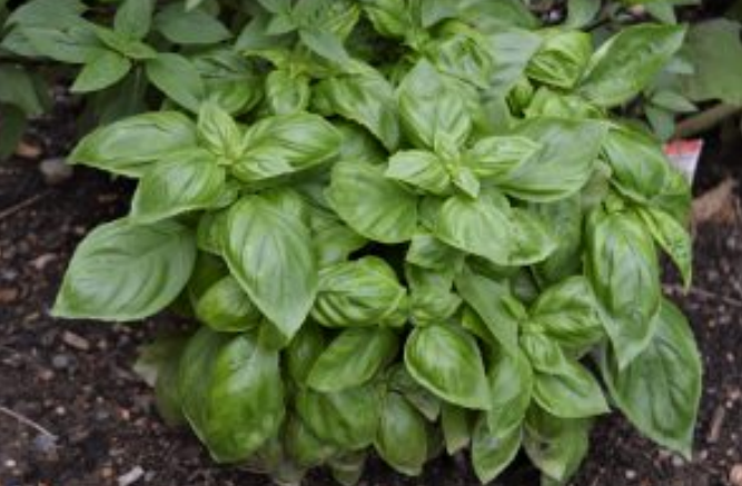 Herb pruning techniques