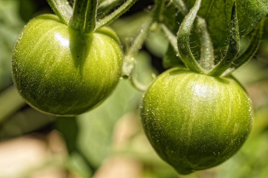 Best Tomato Growing Tips