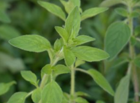 Essential Garden Herbs