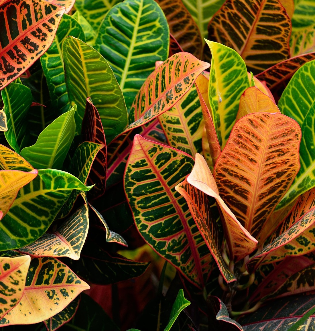 Winter houseplant care tips