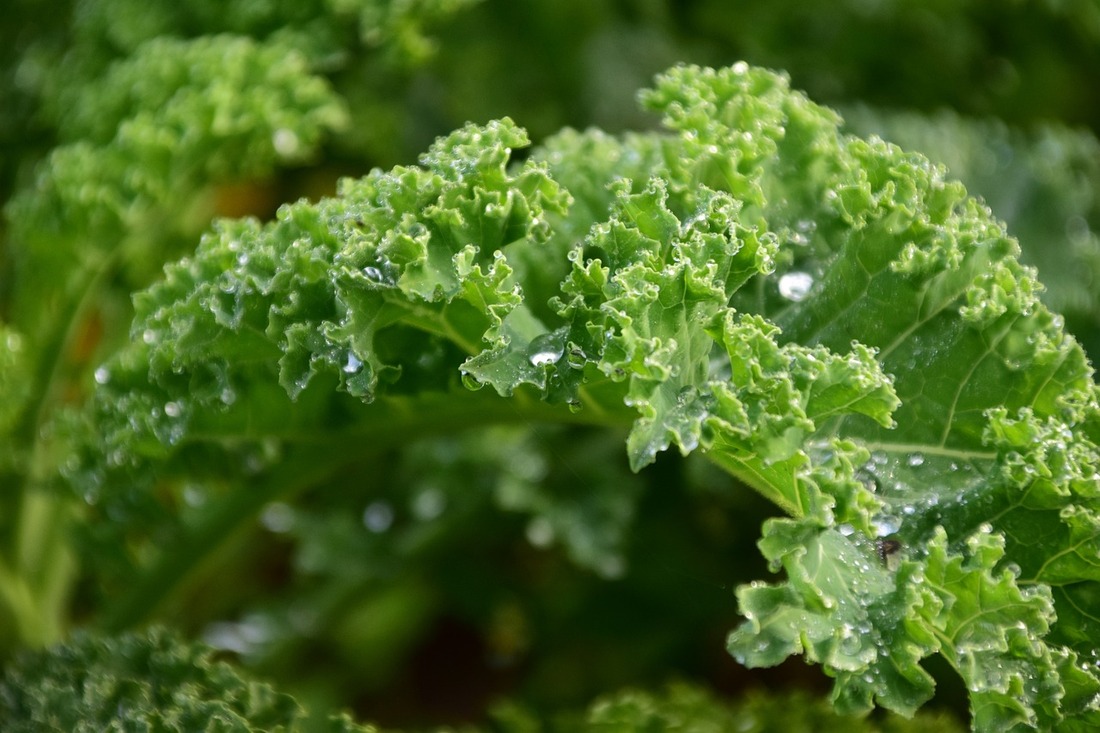 Fall Vegetable Gardening