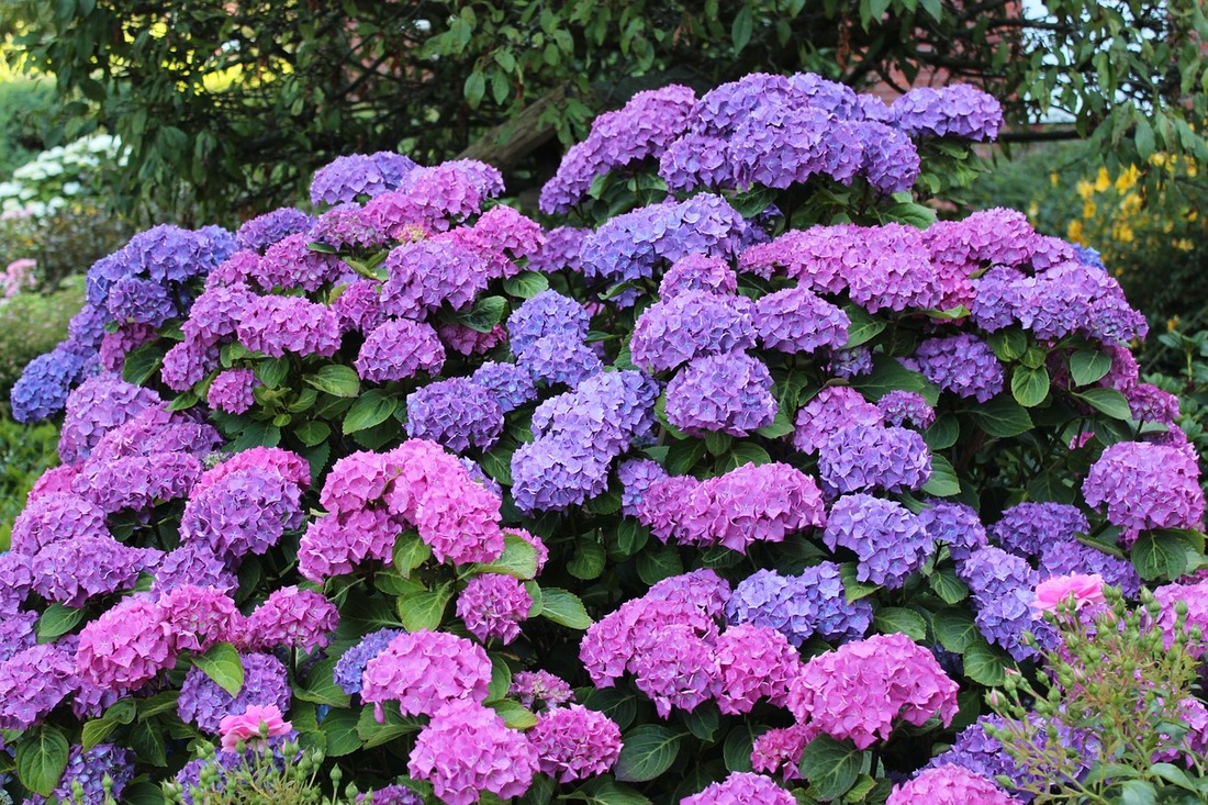 Hydrangea pruning guide