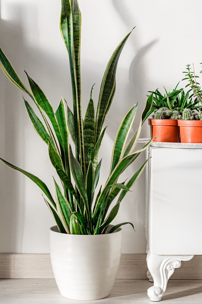 Bringing Plants Indoors