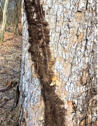 Winter Poison Ivy Identification