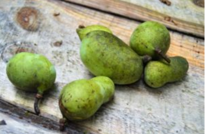 Pawpaw Fruit