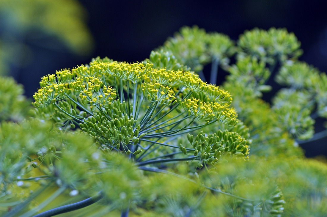 Essential Garden Herbs