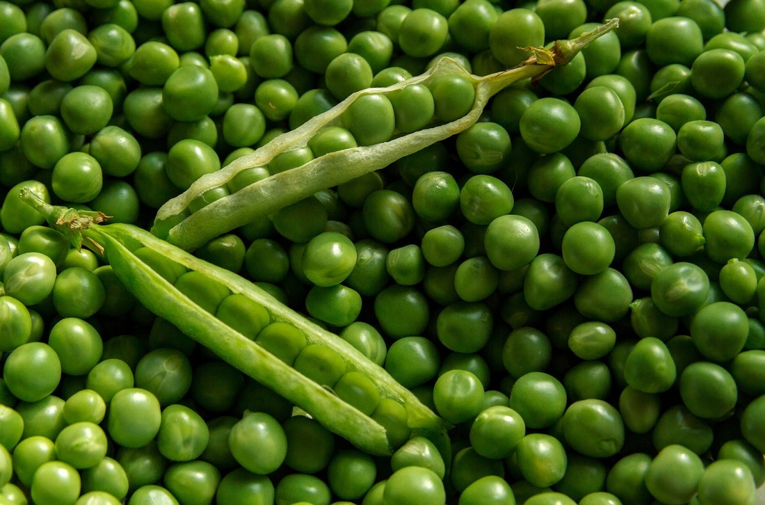 Vegetable Seeds