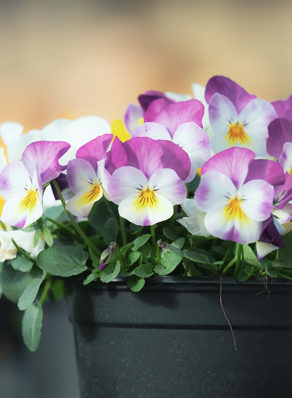 Fall garden flowers