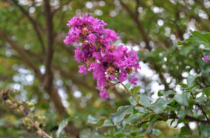 Zuni Crepe Myrtle