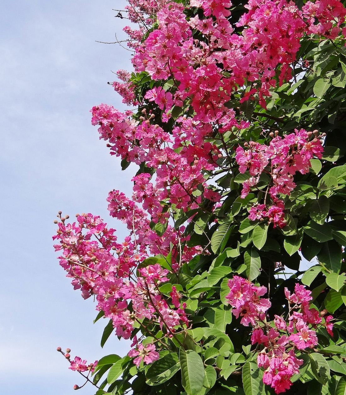 Crepe Myrtle