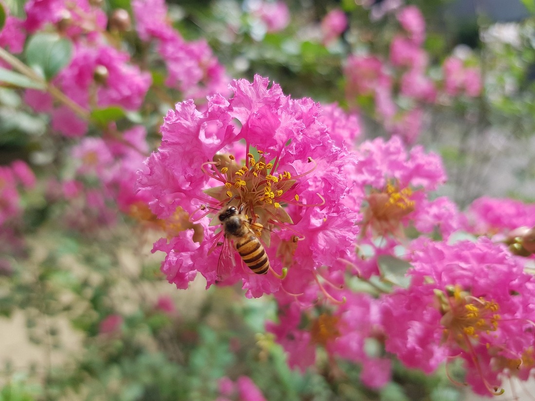 Tuscarora Crepe Myrtle