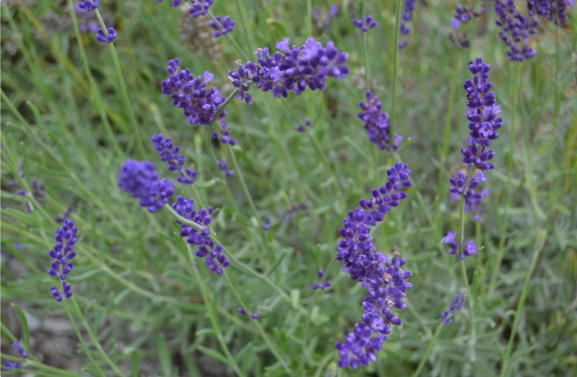 Deer-resistant perennials