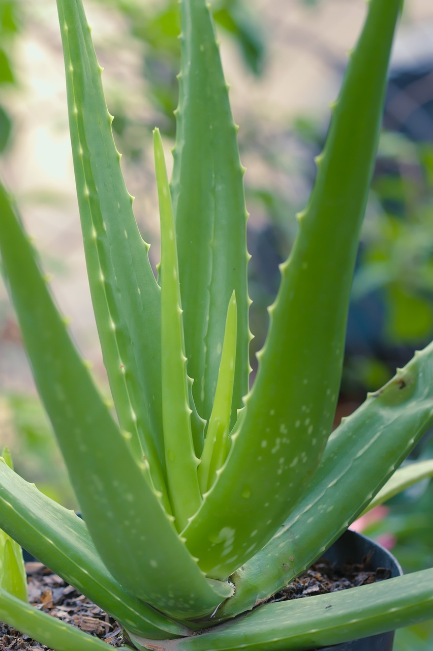 Low Maintenance Houseplants