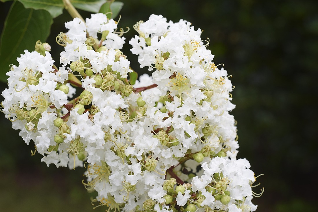 Acoma Crepe Myrtle