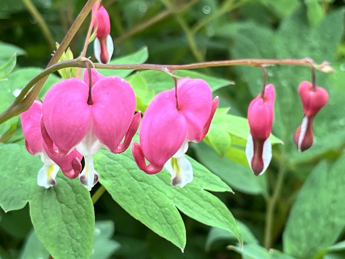 Deer-resistant perennials