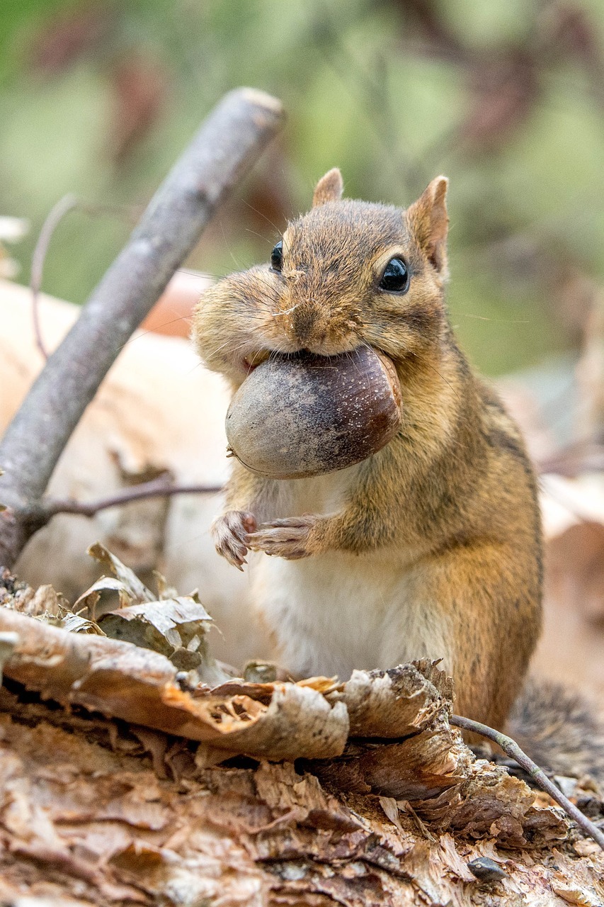 Wildlife Friendly Winter Gardening