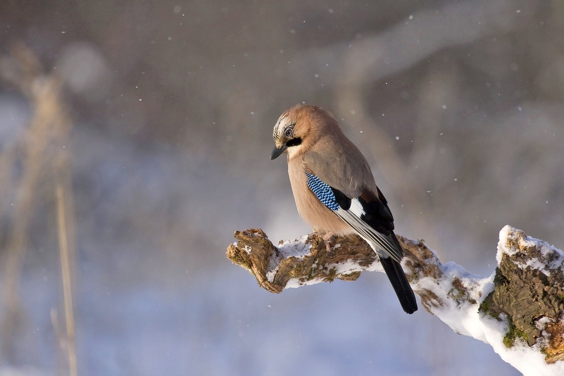 Attracting Birds in Cold Weather