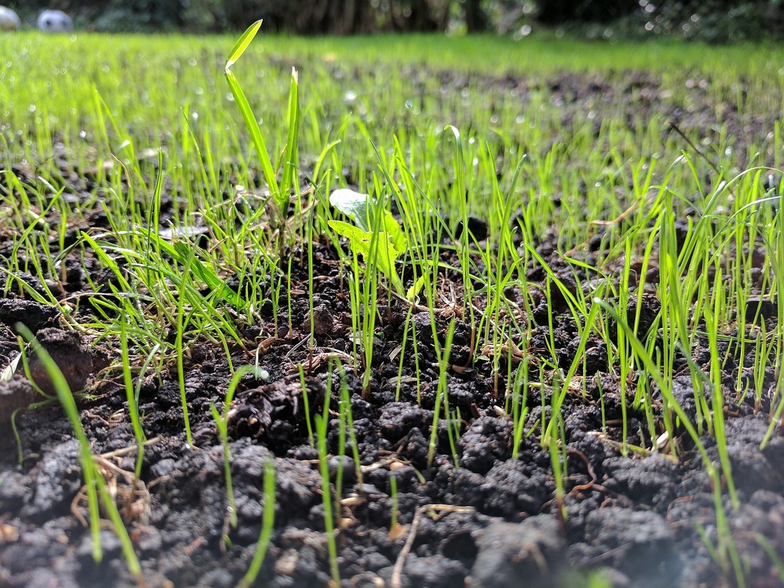 Fall lawn care