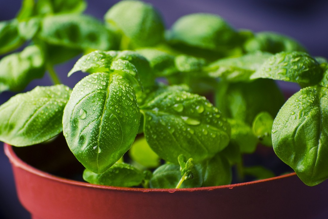 Essential Garden Herbs