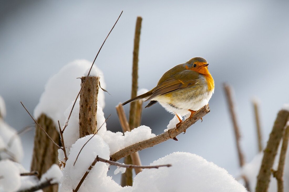 Attracting Birds in Cold Weather