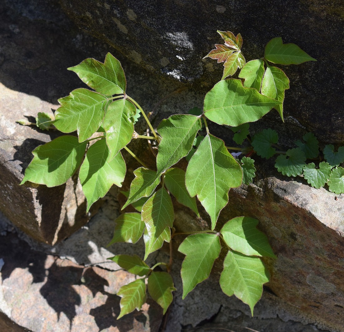 Winter Poison Ivy Identification