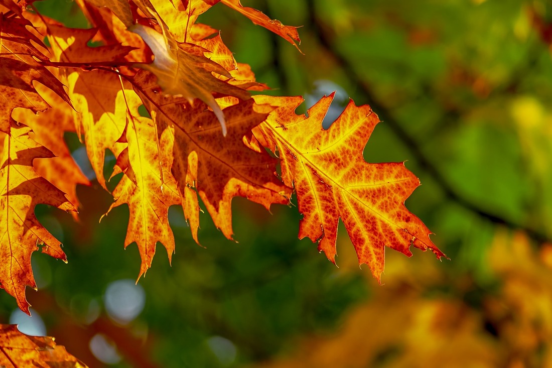 fall foliage