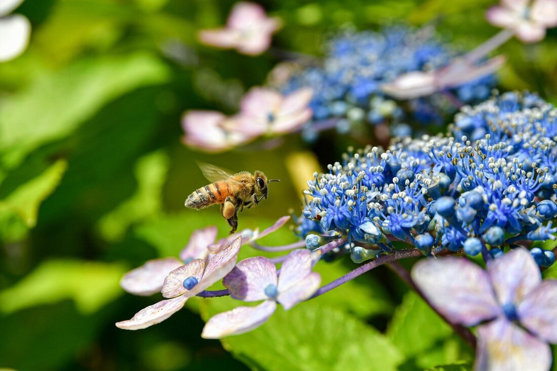 Hydrangea pruning guide