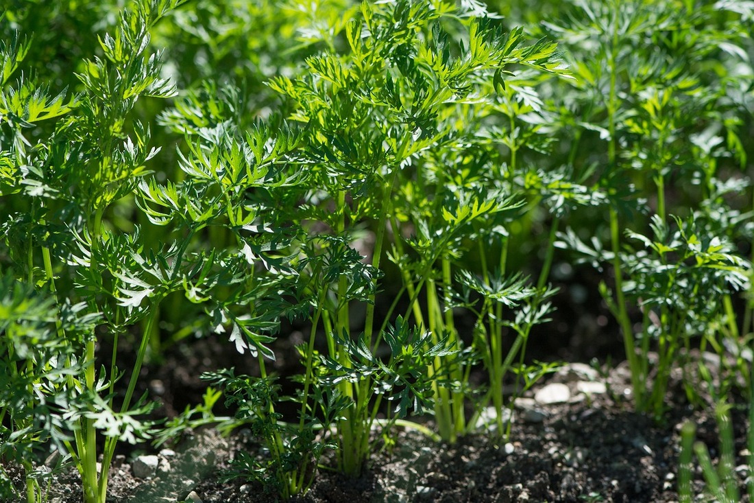 Vegetable Garden Care