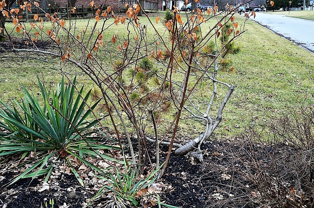 Winter Rose Pruning Techniques