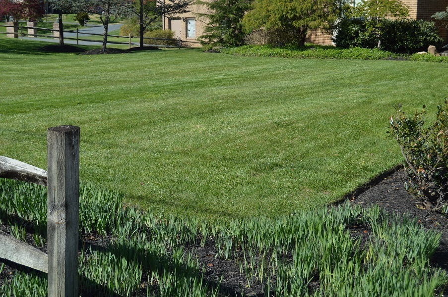 Fall lawn care