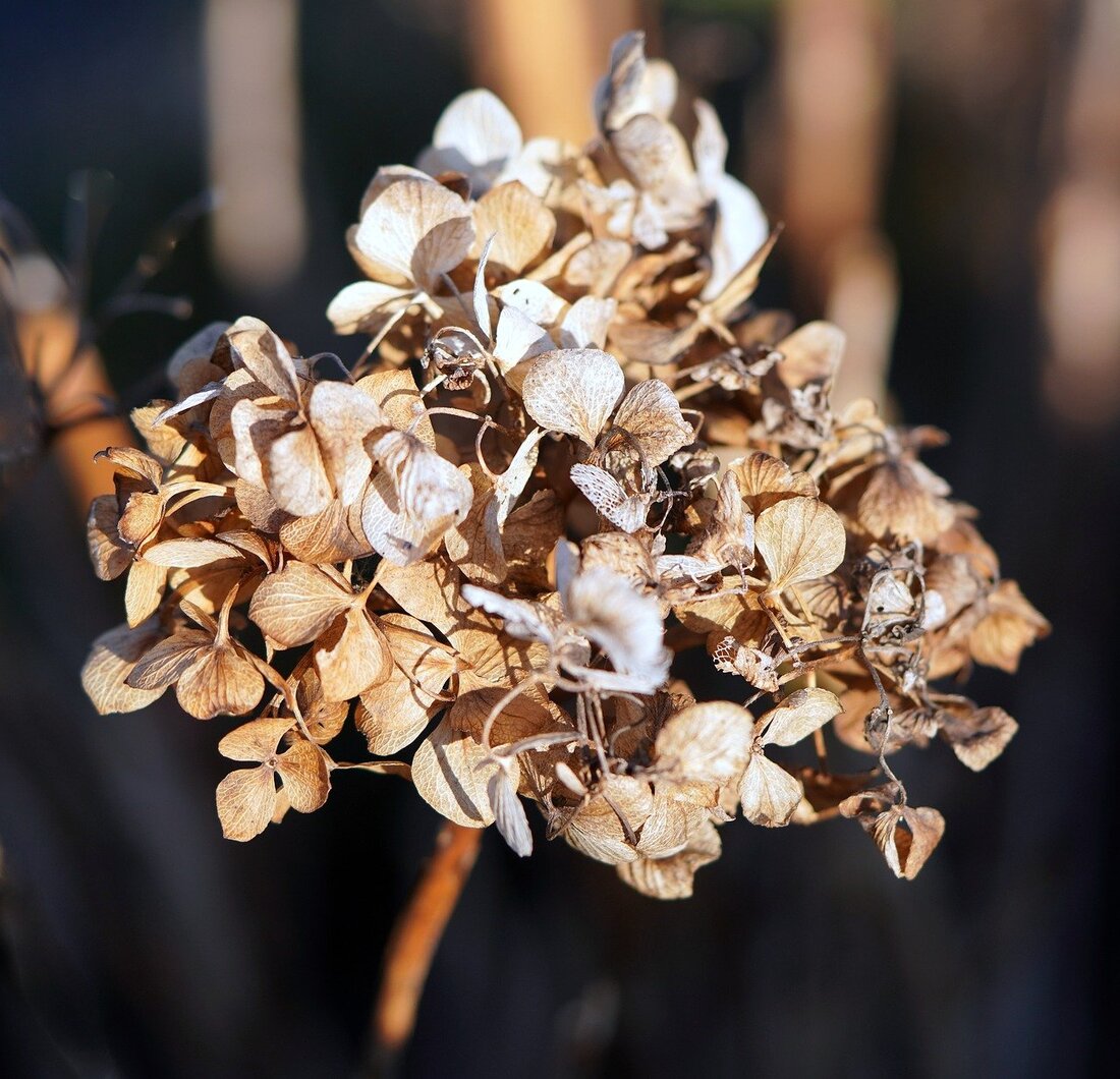 Hydrangea pruning guide