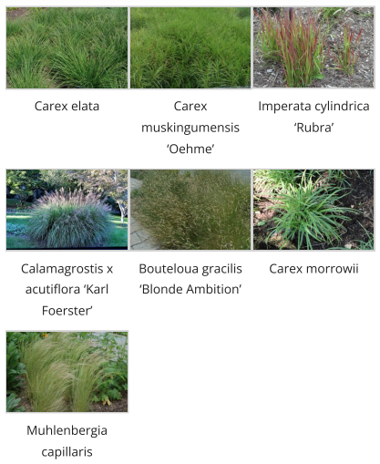 HOW TO SELECT AND CARE FOR ORNAMENTAL GRASSES