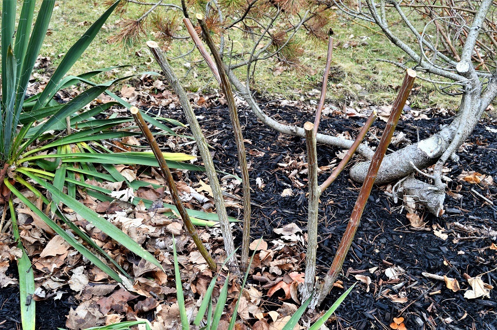 Winter Rose Pruning Techniques