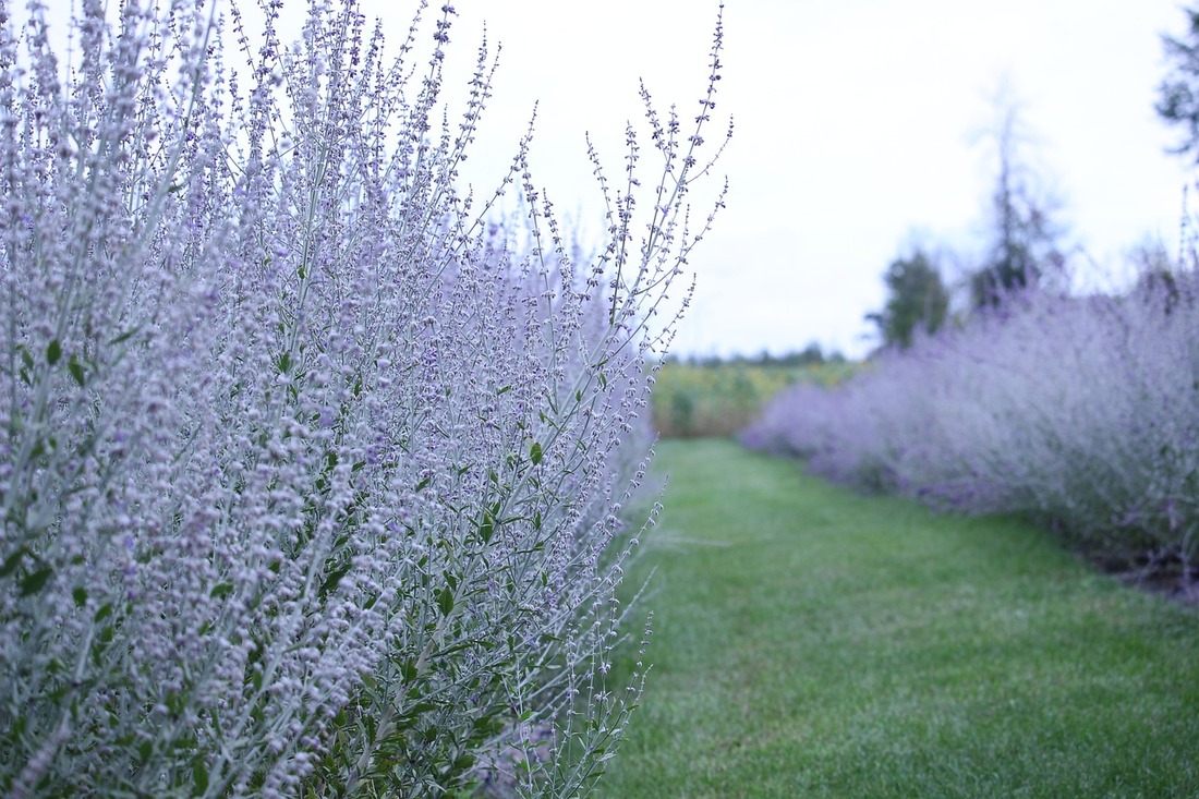 Deer-resistant perennials