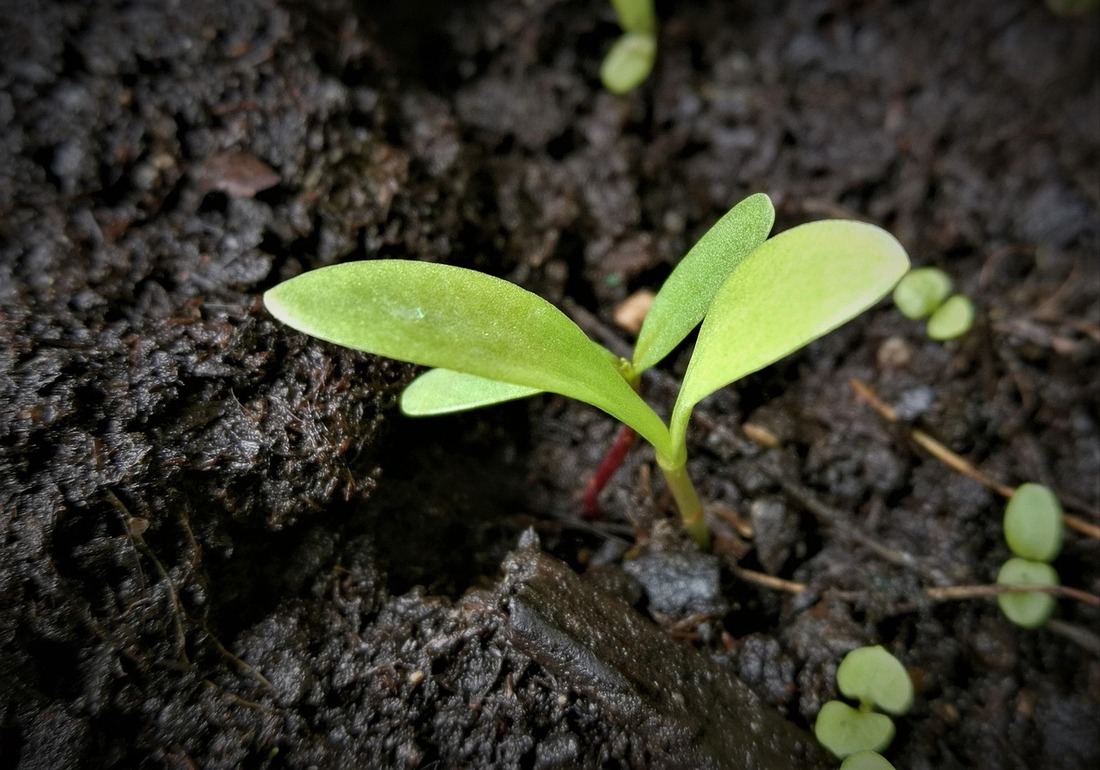 Starting Vegetable Seeds Indoors and Outdoors