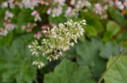 Heuchera villosa 'Autumn Bride'