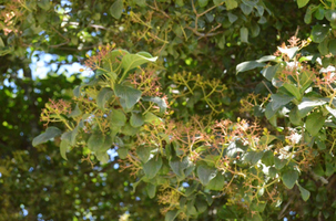 Viburnum sieboldii