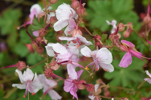 Geranium macrorrhizum 'Ingwersens Variety'