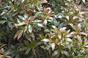 Pieris japonica 'Little Heath'