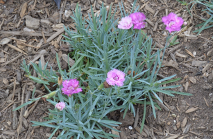 Dianthus 'Mountain Frost Silver Strike'