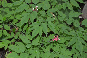 Actaea pachypoda