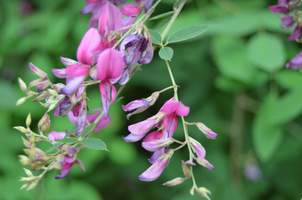 Lespedeza bicolor 'Little Buddy'