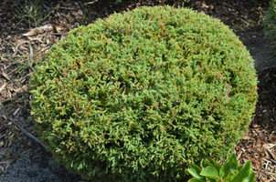 Thuja occidentalis 'Mr. Bowling Ball'