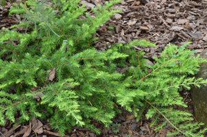 Juniperus conferta 'All Gold'