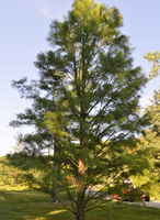 Taxodium ascends 'Morris'