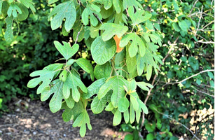 Sassafras albidum