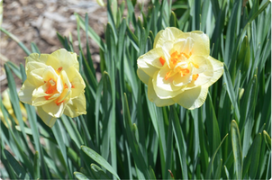 Narcissus 'Tahiti'